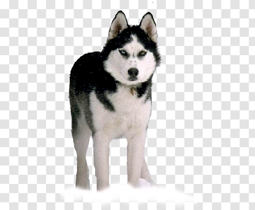 Miniature Siberian Husky Canadian Eskimo Dog Sakhalin West Laika - Carnivoran - Puppy Transparent PNG