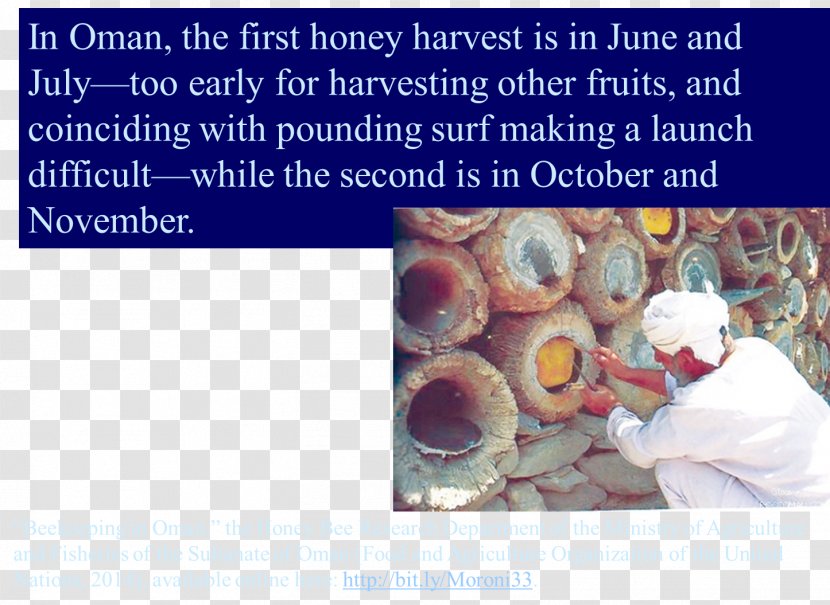 Beekeeping Organism - Bee Transparent PNG