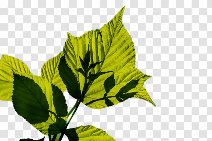 Plant Stem Leaf Herb Plants Science Transparent PNG