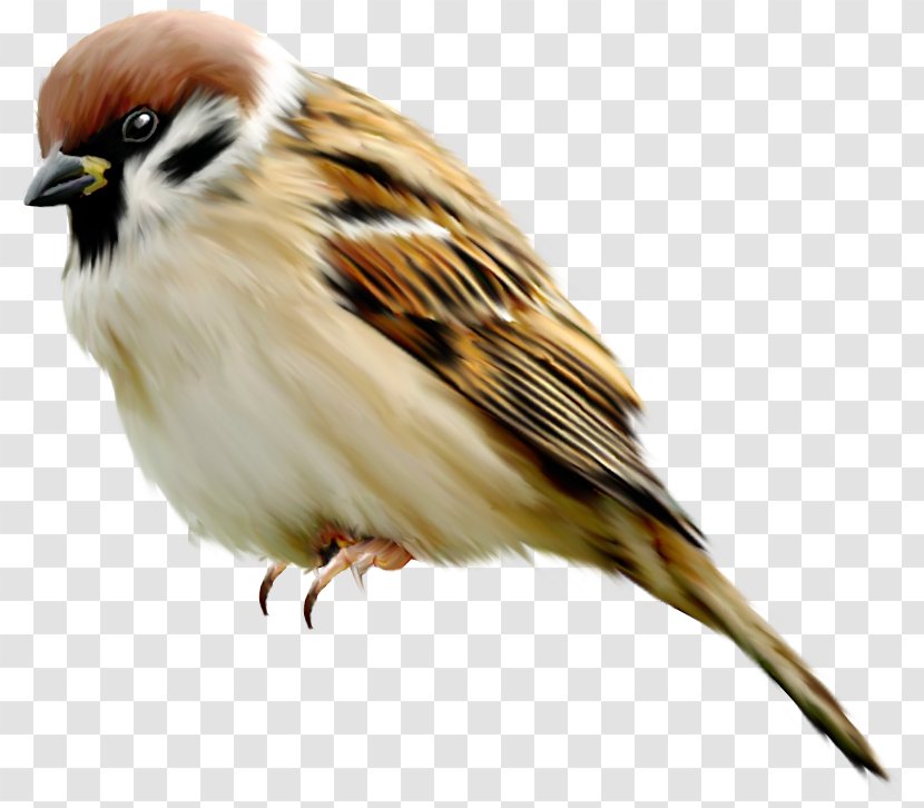 House Sparrow Bird - Digital Image Transparent PNG