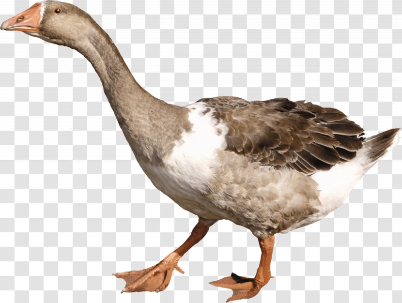 Duck Goose - Water Bird - Image Transparent PNG