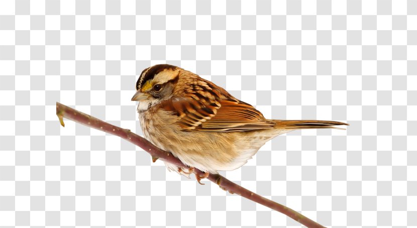 House Sparrow Bird Clip Art Transparent PNG