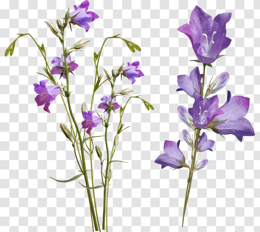Bellflowers Clip Art - Iris Family - Flower Transparent PNG