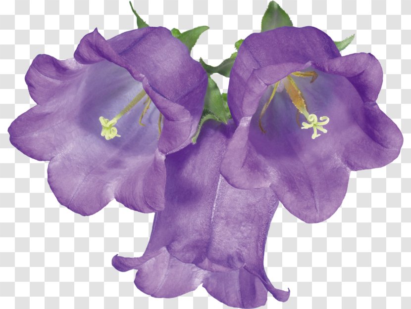 Flower Clip Art - Violet Family - Hand-painted Lily Of The Valley Transparent PNG