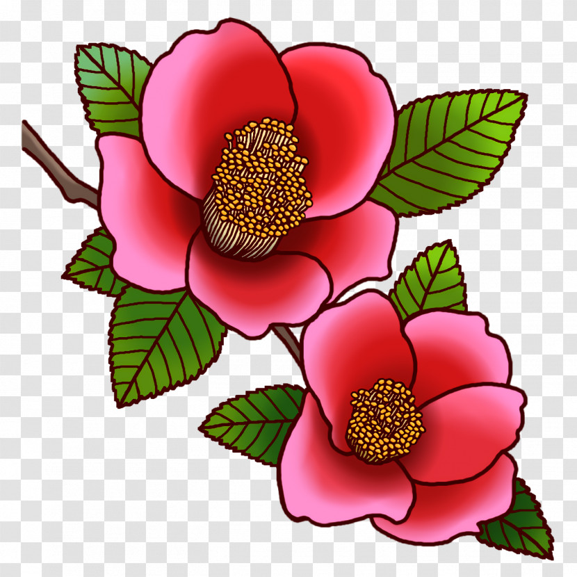 Cut Flowers Petal Camellia Flower Transparent PNG
