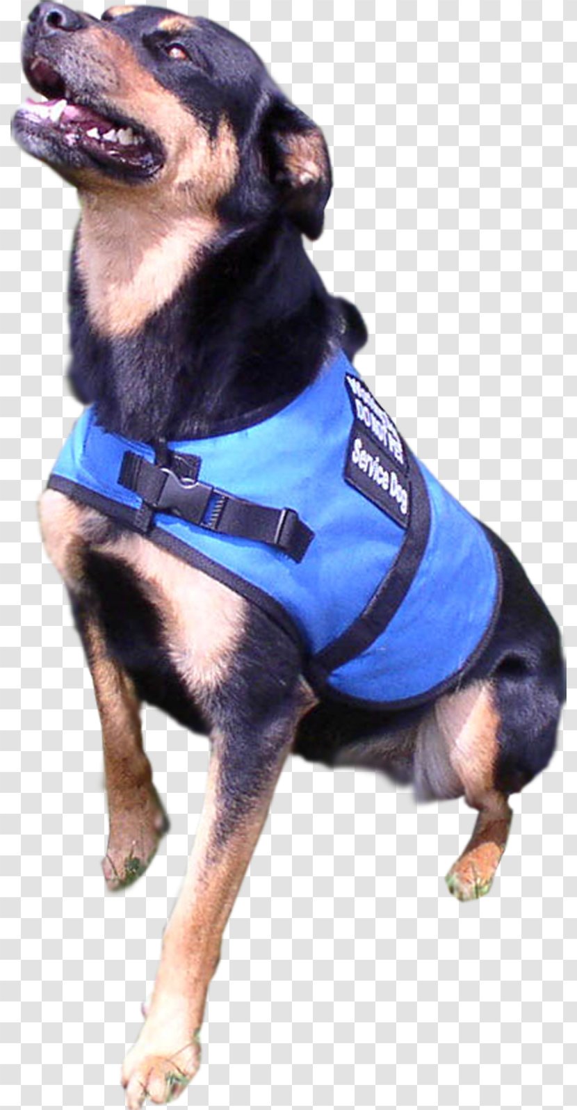 Miniature Pinscher Puppy Companion Dog Breed - Collar Transparent PNG