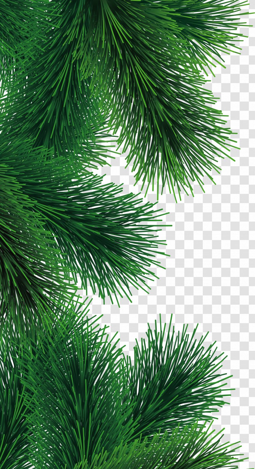 Pine Christmas Tree - Larch - Fir-tree Branch Image Transparent PNG