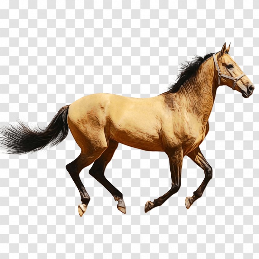 Horse Cartoon - Appaloosa - Colt Foal Transparent PNG