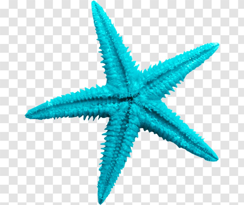 Starfish Sea - Echinoderm Transparent PNG