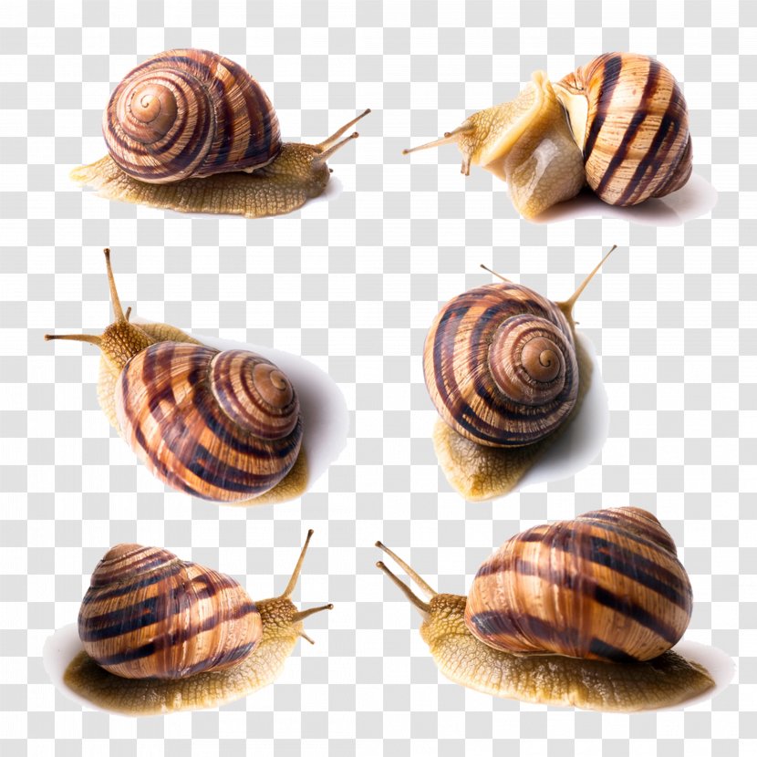 Orthogastropoda Photography - Six Snails Transparent PNG