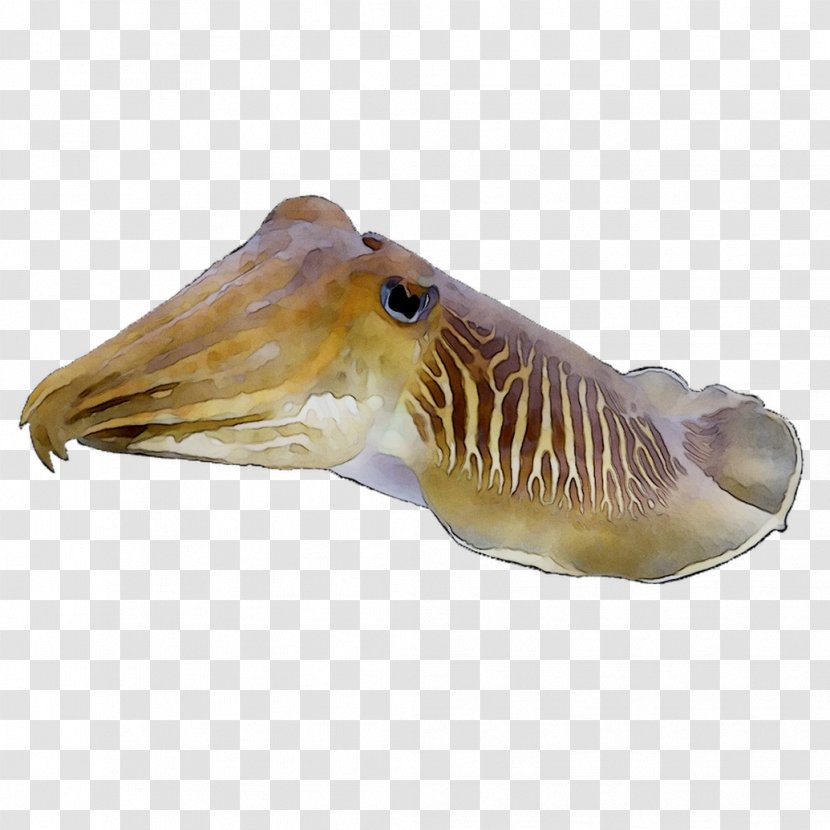 Cuttlefishes Squid Fauna Transparent PNG