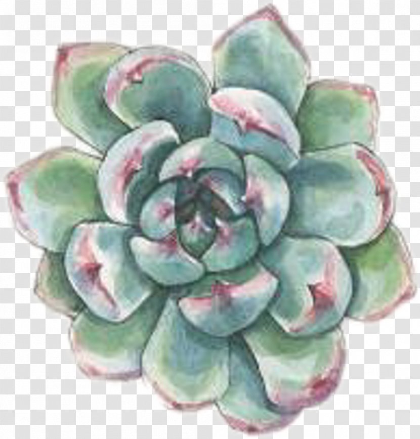 Watercolor Painting Succulent Plant Drawing Cactus - Agave - Transparent key Transparent PNG