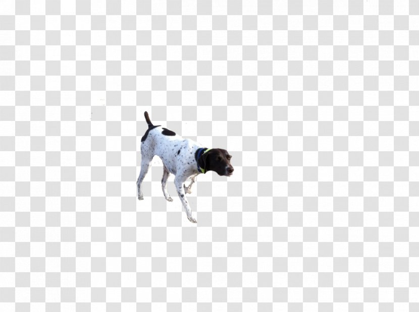 Dog Breed Sporting Group Leash Paw - Like Mammal Transparent PNG