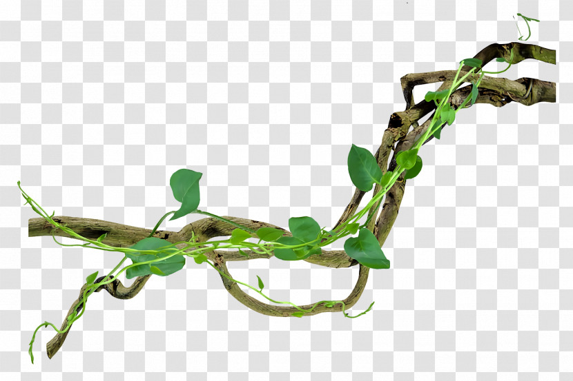 Plant Stem Twig Plants Biology Science Transparent PNG