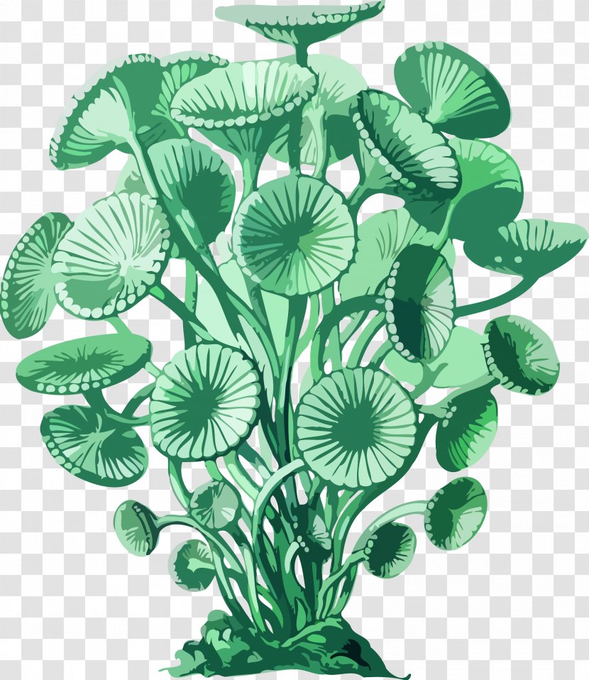 Art Forms In Nature Acetabularia Recapitulation Theory - Artist - Plant Transparent PNG