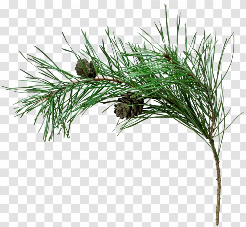 Spruce Stone Pine Fir Tree Conifer Cone - Grass Family - Christmas Postcard Transparent PNG