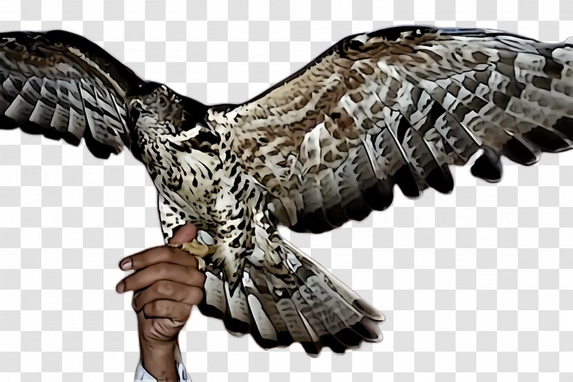 Bird Buzzard Wing Of Prey Beak - Falcon Sharp Shinned Hawk Transparent PNG