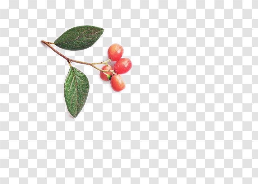 Cherry Auglis Leaf - Wreath - Leaves And Transparent PNG