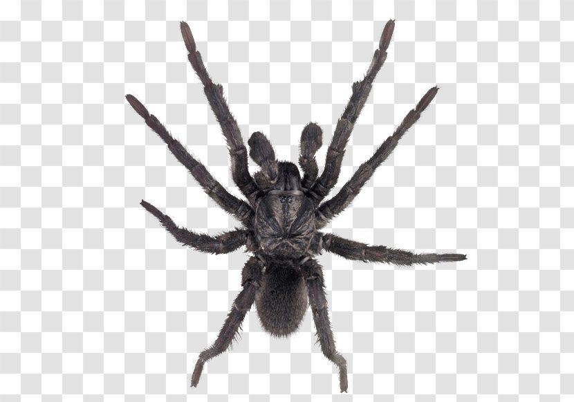 Spider-Man Tarantula Insect - Trapdoor Spider - Image Transparent PNG