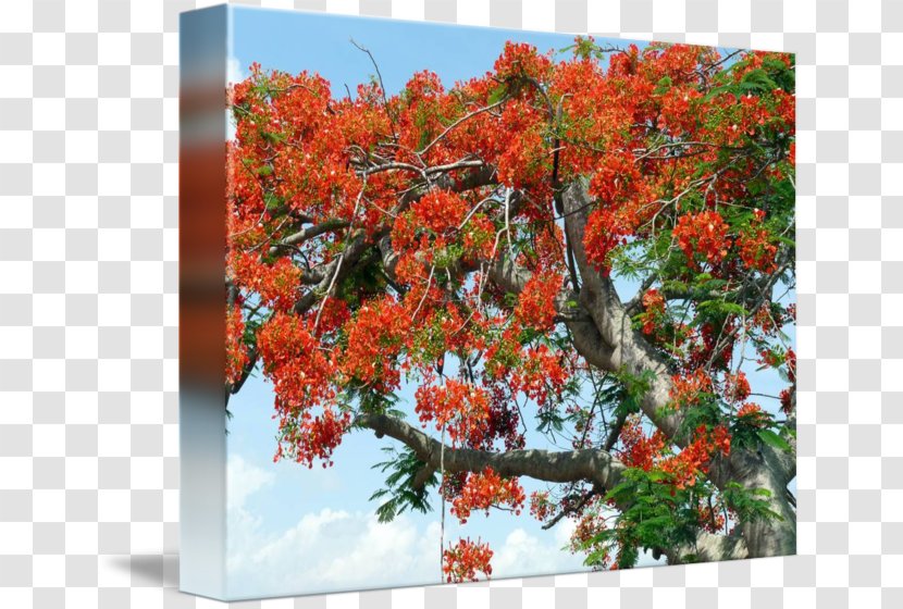 Imagekind Art Royal Poinciana Poster Maple - Canvas - Flamboyan Transparent PNG
