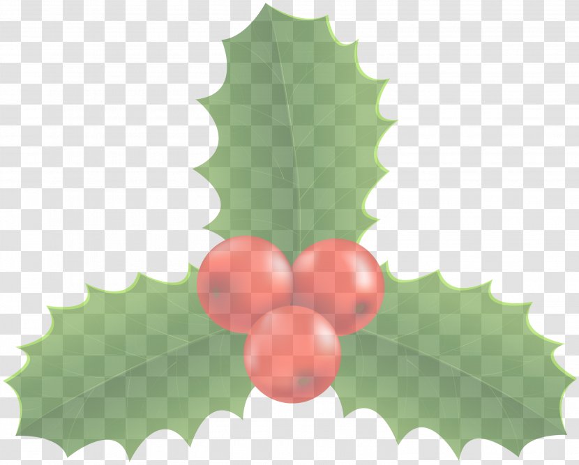 Holly - Plant - Flower Transparent PNG