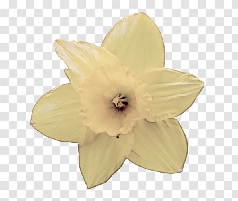 White Petal Yellow Flower Plant - Wildflower Flowering Transparent PNG