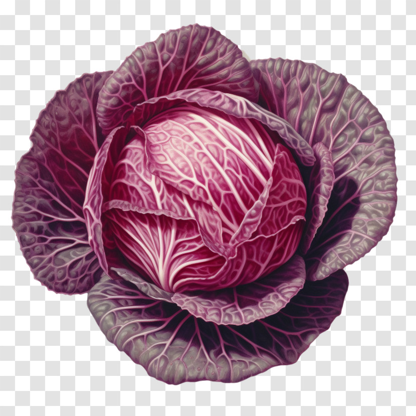 Red Cabbage - Beautiful Purple Cabbage Illustration Transparent PNG