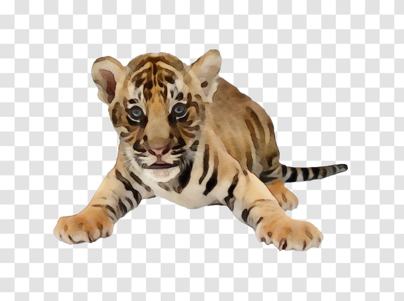 Tiger Bengal Wildlife Siberian Transparent PNG