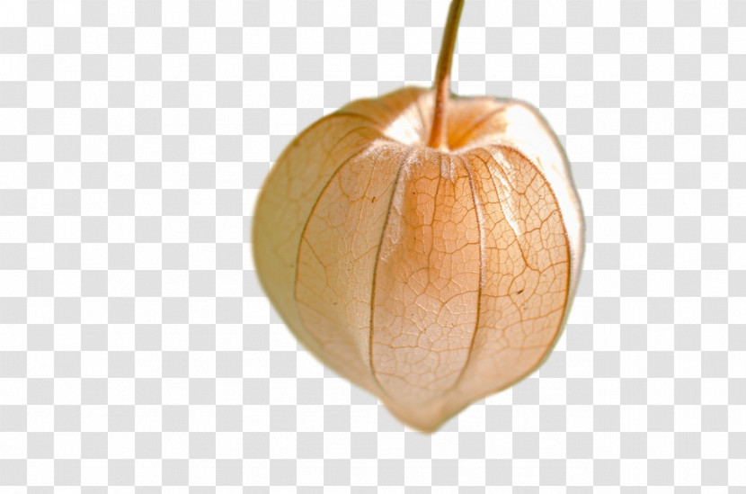 Squash Winter Squash Gourd 0jc Fruit Transparent PNG