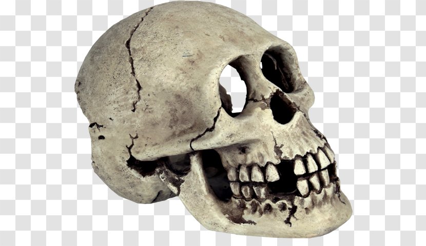 Skull Human Skeleton Bone - Transparent Background Transparent PNG