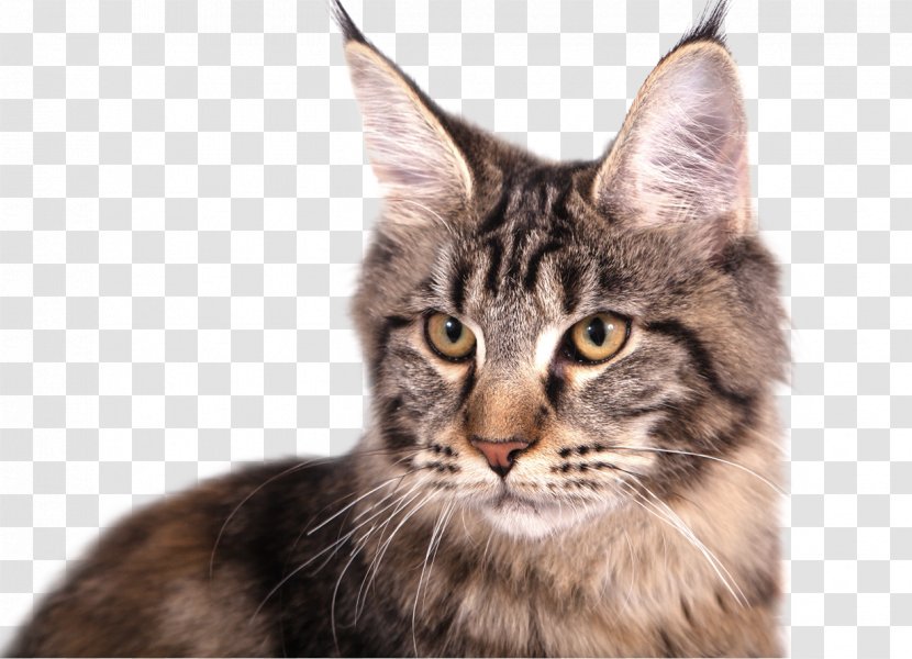 Cat Small To Medium-sized Cats Whiskers Maine Coon European Shorthair Transparent PNG