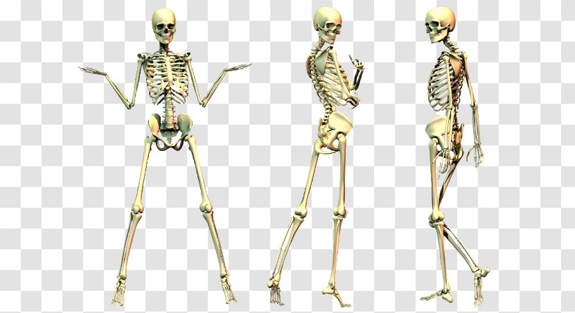 Human Skeleton Bone - Figurine Transparent PNG