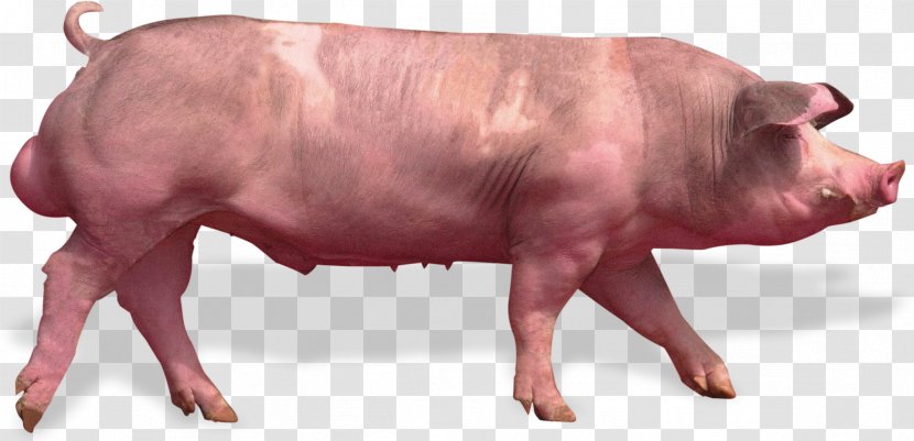 Piétrain Animal Breeding Genetics Aretus - Heredity - Pig Transparent PNG
