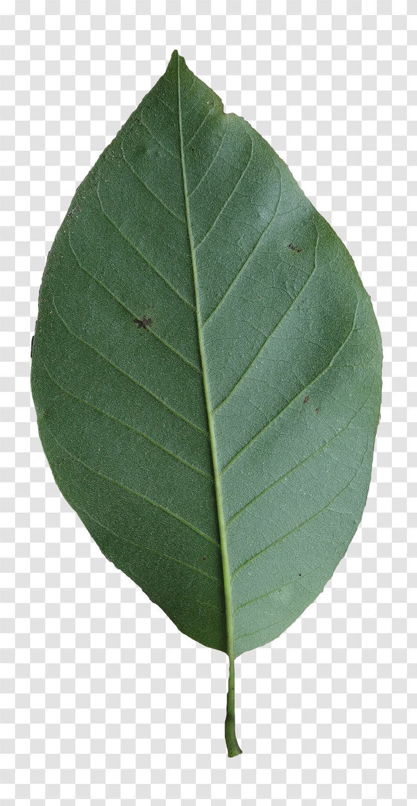 Leaf - Tacamahac - Magnolia Tree Leaves Turning Yellow Transparent PNG