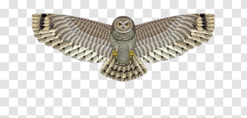 Birdwatching Owl Kite Bird Of Prey - Eagle Transparent PNG