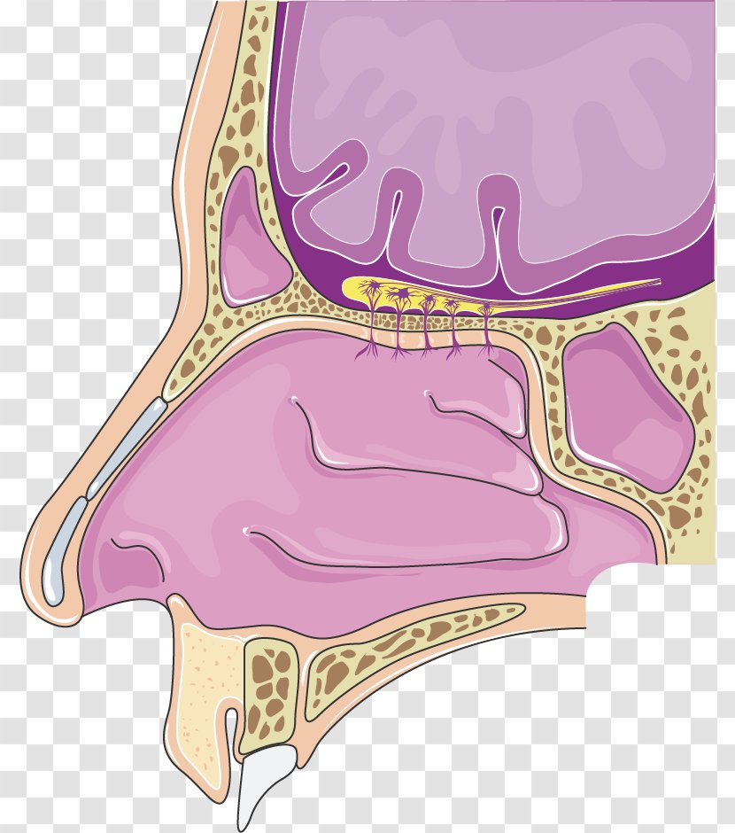 Nasal Cavity Olfactory Bulb Nose Otorhinolaryngology Olfaction - Flower - Vocal Cords Transparent PNG