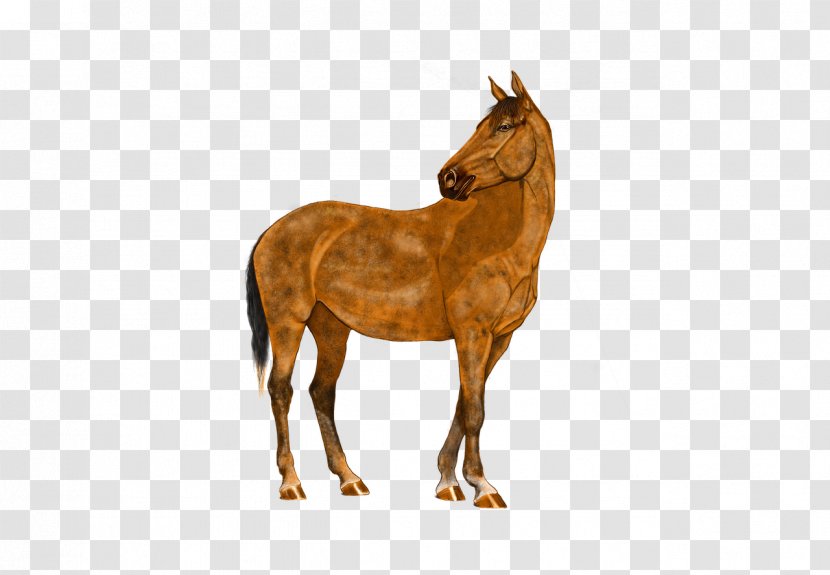 Horse Stallion Pony Digital Art - Mare Transparent PNG