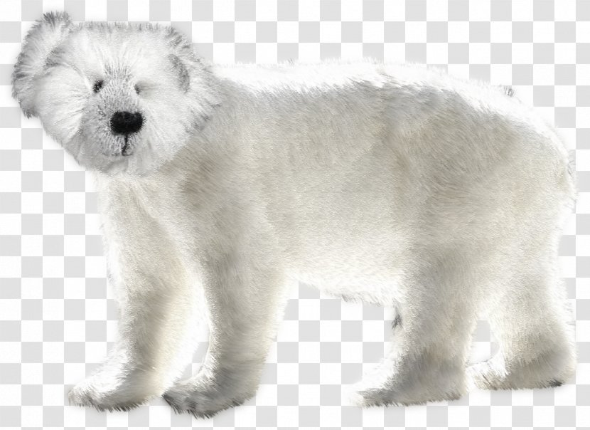 West Highland White Terrier Polar Bear Rare Breed (dog) Clip Art - Animal Transparent PNG