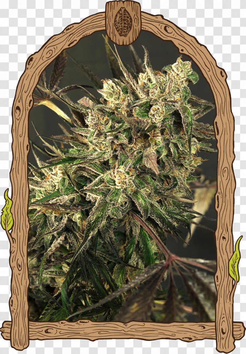 Color Strain Seed Cannabis Sativa - Medical Transparent PNG