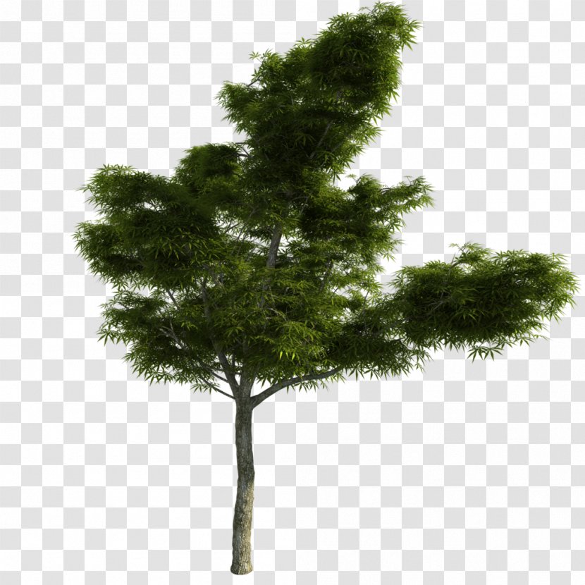 Larch Tree Pine - Willow Transparent PNG