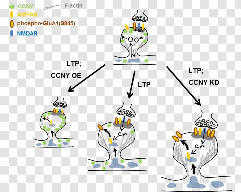 AMPA Receptor Long-term Potentiation GRIA1 - Beak - Ampa Transparent PNG