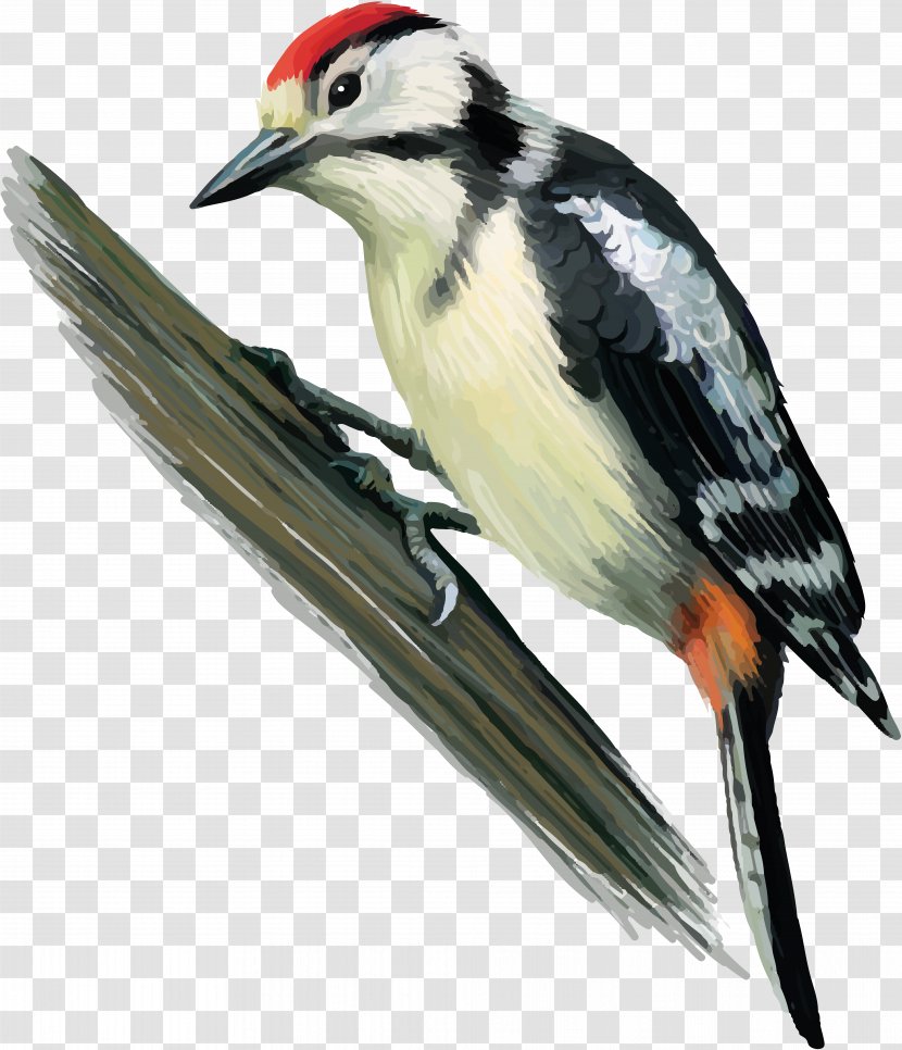 Great Spotted Woodpecker Bird Finch Middle - Organism - Stork Transparent PNG