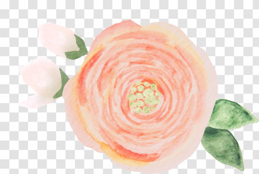 Garden Roses Founded In Honor Petal Cut Flowers - Rose Order - Sprinkle To Celebrate Transparent PNG
