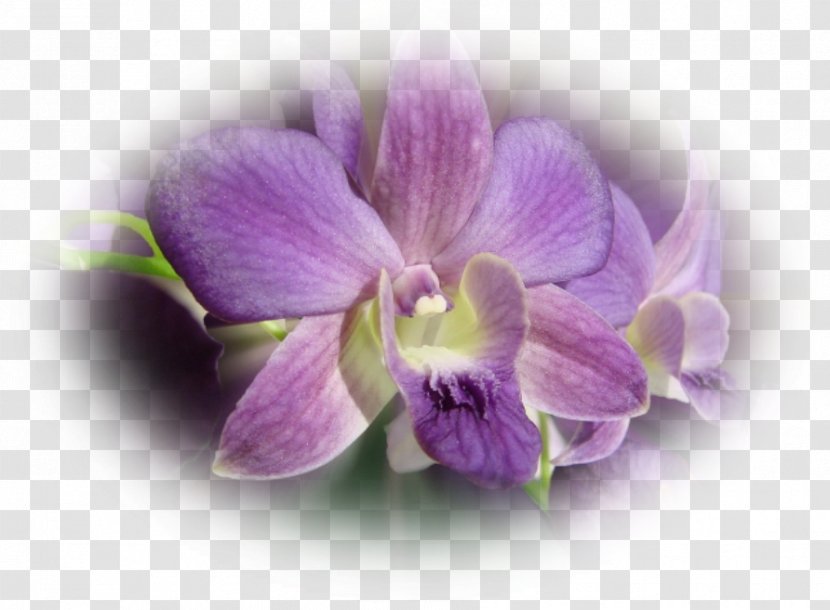 Moth Orchids Dendrobium - Petal - Orchidee Transparent PNG