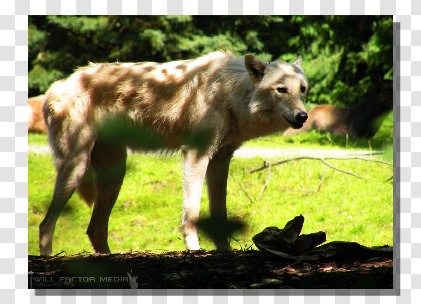 Wildlife Gray Wolf Fauna Snout Terrestrial Animal - Woodland Park Zoo Transparent PNG