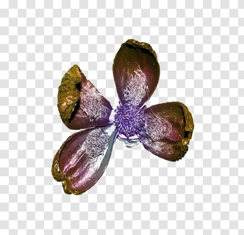 Pollinator - Petal Transparent PNG