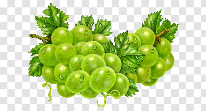 Common Grape Vine Sultana Gooseberry Clip Art - Local Food - Hand-painted Fresh Grapes Transparent PNG