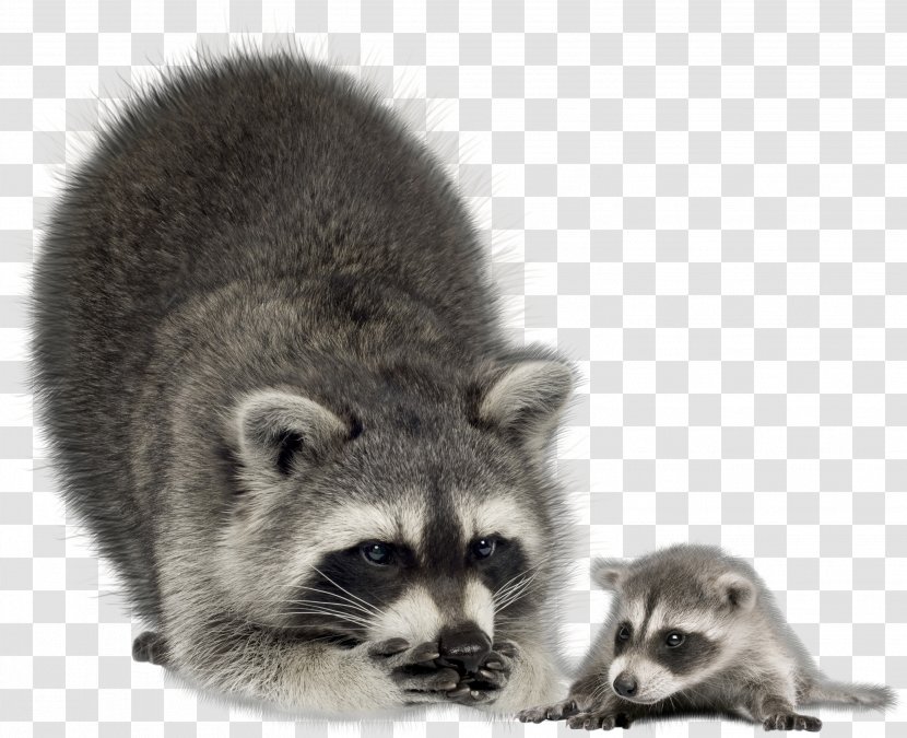 Raccoon Infant Mother Coyote Stock Photography - Procyon Transparent PNG