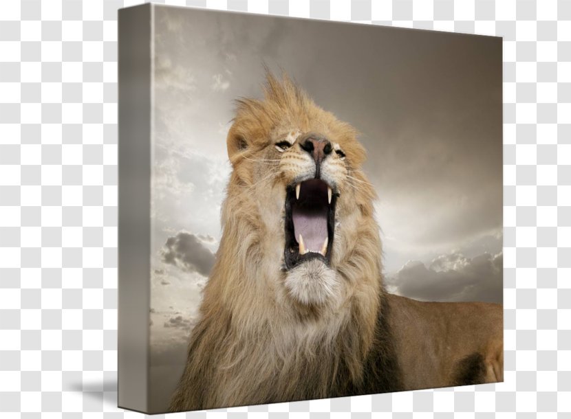 Lion Roar Leopard Nature Big Cat - Cetacea Transparent PNG