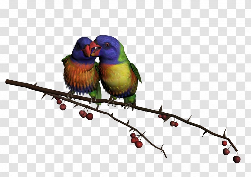 Lovebird Hummingbird Clip Art - Common Pet Parakeet - Bird Transparent PNG